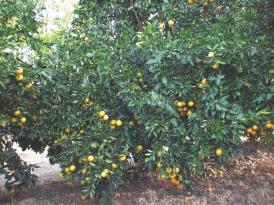 Ataque fatal aos pomares citrícolas de Gomose de phytophthora