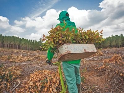 Biocarvão para nutrição das florestas