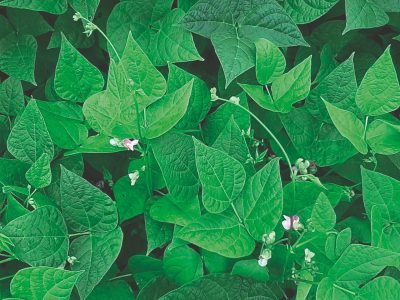 Créditos Janaina Marek