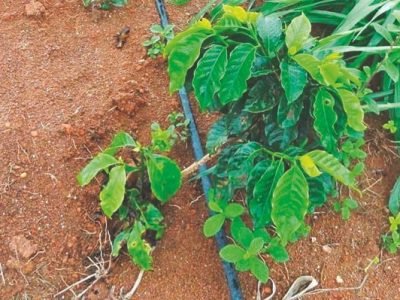 Créditos-José-Braz-Matiello