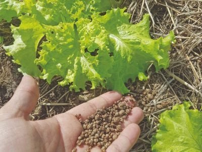 O uso de organominerais é tendência no cultivo de hortaliças