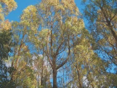 Pragas em eucalipto, como combater?