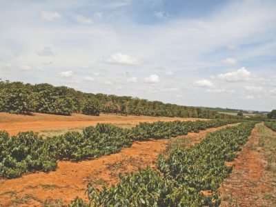 A renovação de cafeeiros em áreas contaminadas