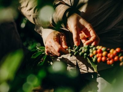 Nespresso desenvolve ações para proteger trabalhadores durante a colheita