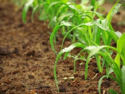 Sistema que avisa com precisão qual semente plantar em cada parte do terreno pode ser a maior mudança na agricultura desde as plantas geneticamente modificadas - Créditos Shutterstock