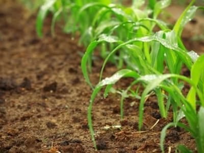 Sistema que avisa com precisão qual semente plantar em cada parte do terreno pode ser a maior mudança na agricultura desde as plantas geneticamente modificadas - Créditos Shutterstock