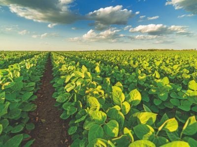 Teor de proteína é o diferencial competitivo na soja