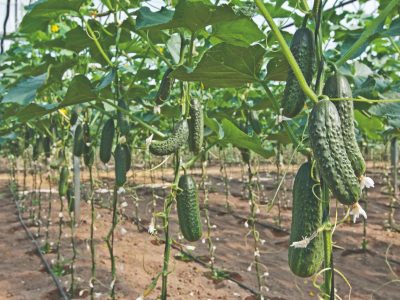Utilização do fosfito na cultura do pepino