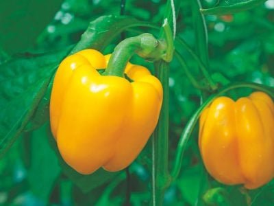 Genética a favor da lavoura de pimentão