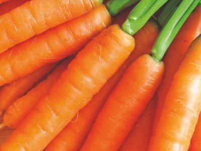 Como alcançar mais sanidade e produtividade nas cenouras