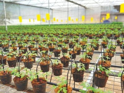 Mais produtividade para o tomateiro com a nutrirrigação