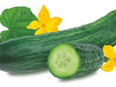 Os benefícios da nutrição foliar para os pepinos