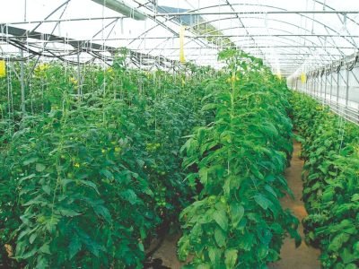 A poda do tomateiro em ambiente protegido