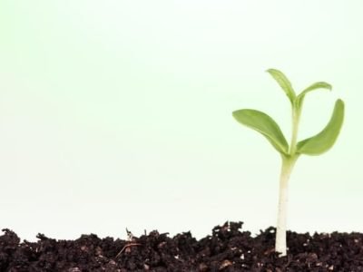 Em casos específicos, bioestimulantes como os aminoácidos podem ser a salvação da lavoura - Créditos Shutterstock