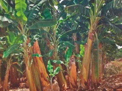 Vantagens do fertilizante organomineral para frutíferas