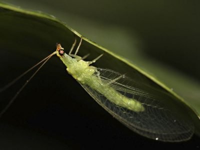 Criso-Vit - Foto: Divulgação