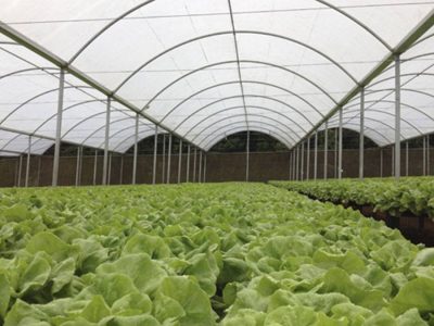 Cultivo protegido - Foto: Divulgação