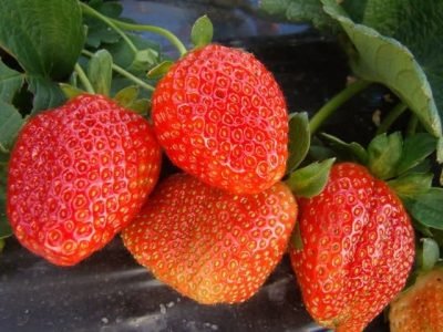 Cultivo de morango Foto Mário Sérgio EPAMIG