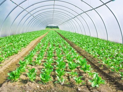 Cultivo protegido - Crédito: Shutterstock