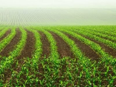 Lavoura de milho responde melhor com aplicação de substâncias húmicas - Crédito Shutterstock