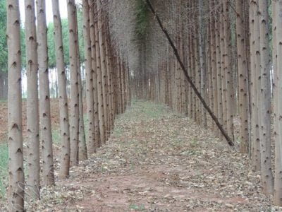 Cupins-causam-sérios-prejuízos-às-lavouras-de-eucalipto-Foto-01-Crédito-Compo