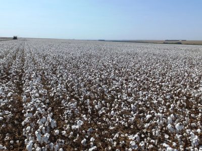 Cultivares de algodão TMG mostram diferenciais em qualidade de fibra