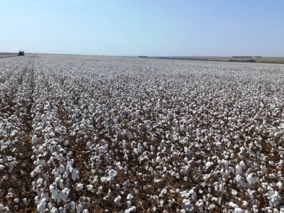 Cultivares de algodão TMG mostram diferenciais em qualidade de fibra