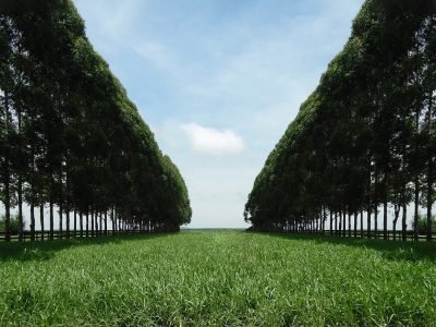 Braquiária com milho - Crédito: Divulgação