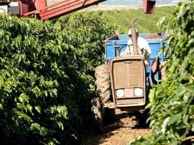 Cooxupé espera receber em sua área de ação 4,6 milhões de sacas - divulgação