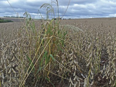 Plantas daninha - Crédito: Sebastião Polato