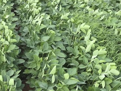 Daninhas - Foto: Divulgação