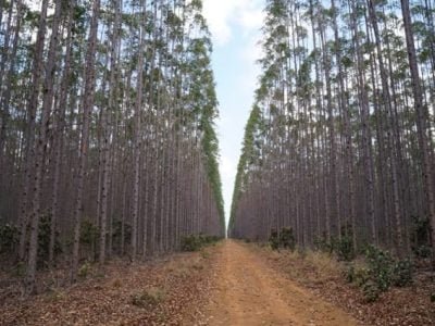 Deficiência de fósforo limita produção florestal - Crédito Ademir Torchetti
