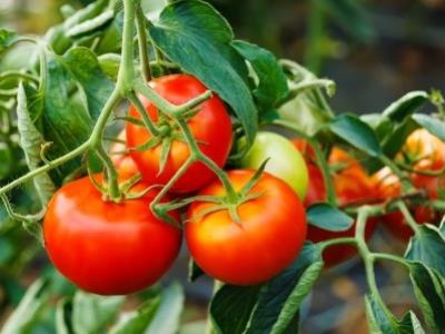 Ripe tomato cluster in greenhouse