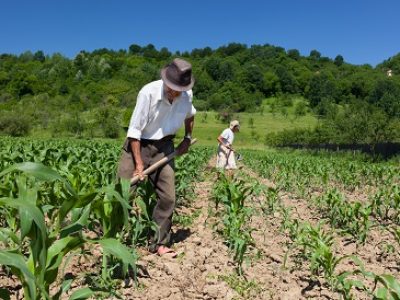 Family of rural workers weeding on the corn field with the forest in the background