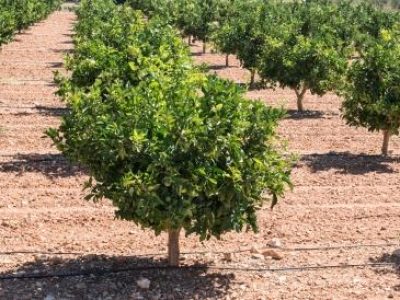 Orange trees