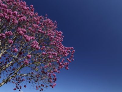Tree and details of purple ipe flower against bright blue sky