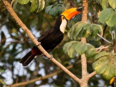 Toco toucan, in forest environment,Pantanal, Brazil