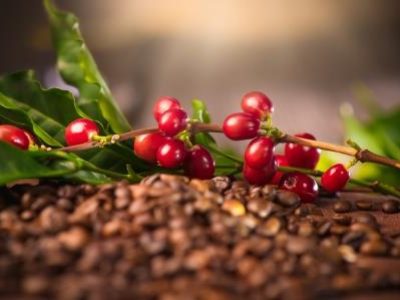Coffee. Real coffee plant on roasted coffee background