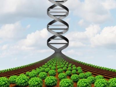 GMO Farming