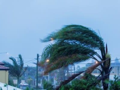 Palm tree in wind