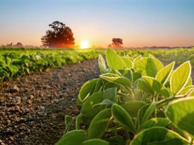Soybean field and soy plants in early morning.