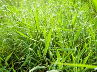Freshness Grass in the countryside grassland