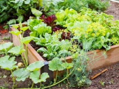 Community garden