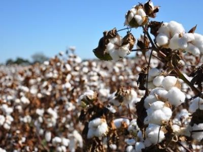 Cotton Field