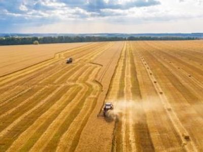wheat field, harvester removes wheat, view from the top of the quadcopter