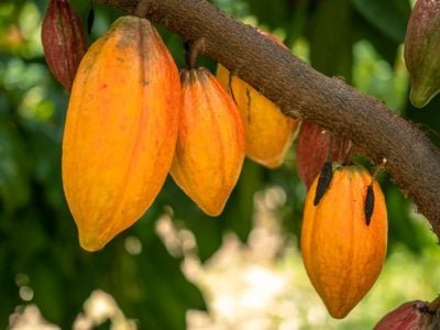 Assim como o algodão, a cultura do cacau desponta como nova promessa de inovação agrícola para a Bahia, com ênfase ao produzido na região Oeste