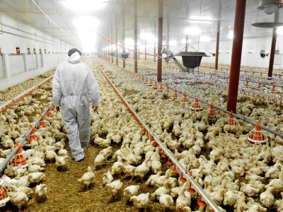 Exportações de carne de frango sobem