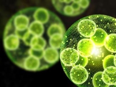 Green Algae Cells 3D Illustration