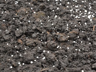 Cultivo de hortaliças com folhas verdes saudáveis em área agrícola, destacando a importância do manejo adequado de magnésio para nutrição, desenvolvimento e produtividade das plantas.