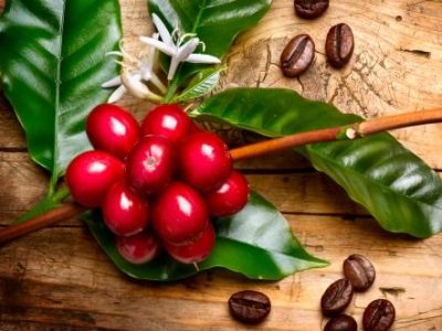 Coffee Plant. Red coffee beans on a branch of coffee tree